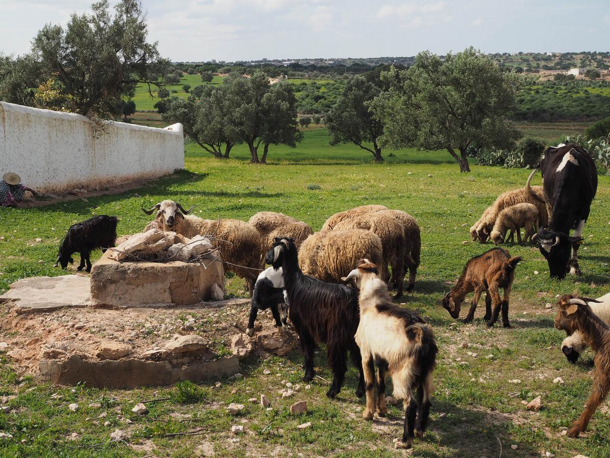 Dar Rahaothello Bed & Breakfast Essaouira Ngoại thất bức ảnh